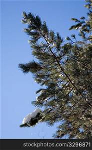 Pine tree, winter season