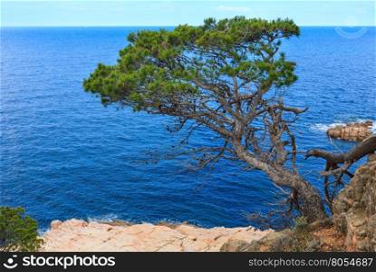 Pine tree with cones on cliff above sea.