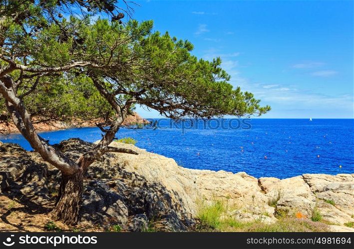 Pine tree with cones on sea rocky coast.