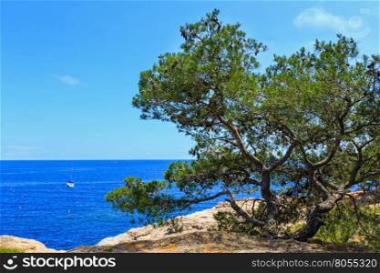 Pine tree with cones on sea rocky coast.