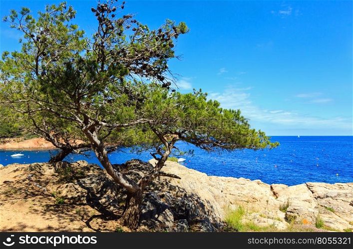 Pine tree with cones on summer sea rocky coast.