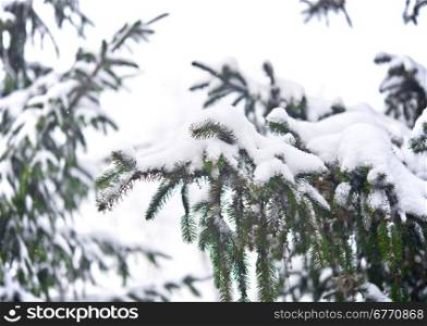 pine tree with fresh snow