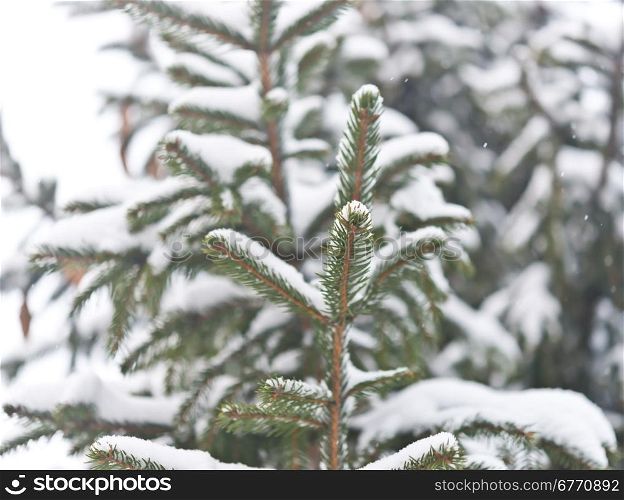 pine tree with fresh snow