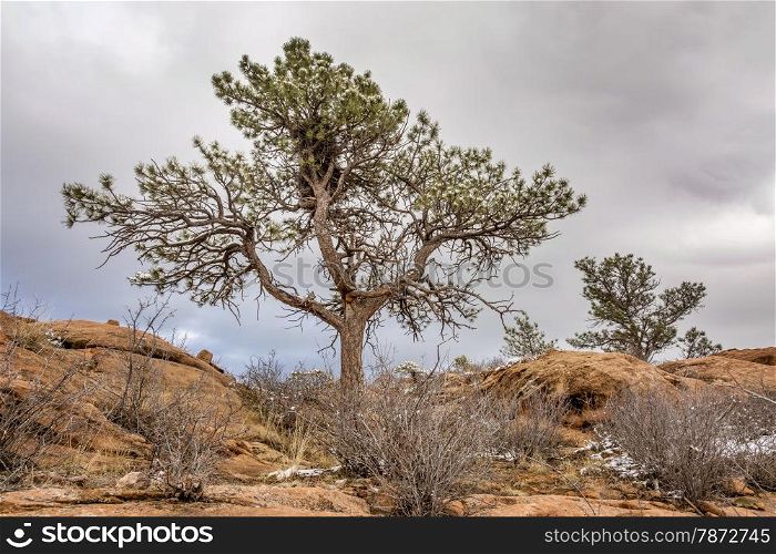 pine tree with magpie nest on sandstome cliff, Lory State Park near Fort Coliins, Colorado, winter scenery