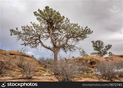 pine tree with magpie nest on sandstome cliff, Lory State Park near Fort Coliins, Colorado, winter scenery