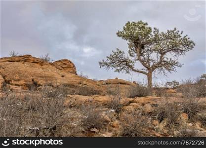 pine tree with magpie nest on sandstone cliff, Lory State Park near Fort Collins, Colorado, winter scenery