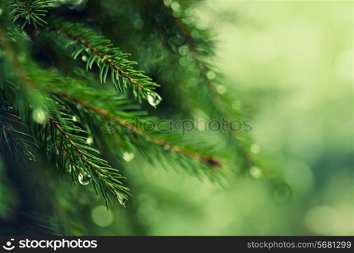 Pine tree with morning dew on the twig, abstract natural backgrounds