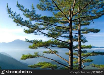 Pine tree with morning fog
