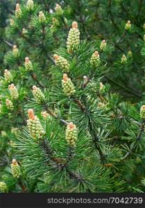 Pine tree with new pollen cone in springtime