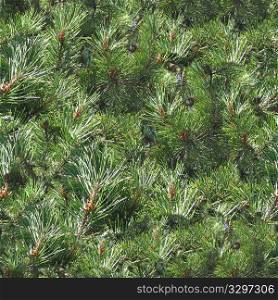 Pine Trees 01