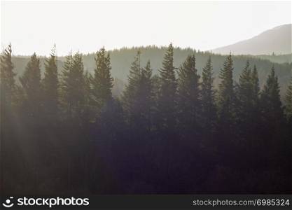 Pine trees against sunlight haze