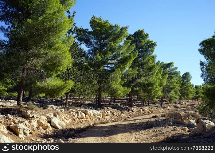 Pine trees and dirt road in Judea, Israel