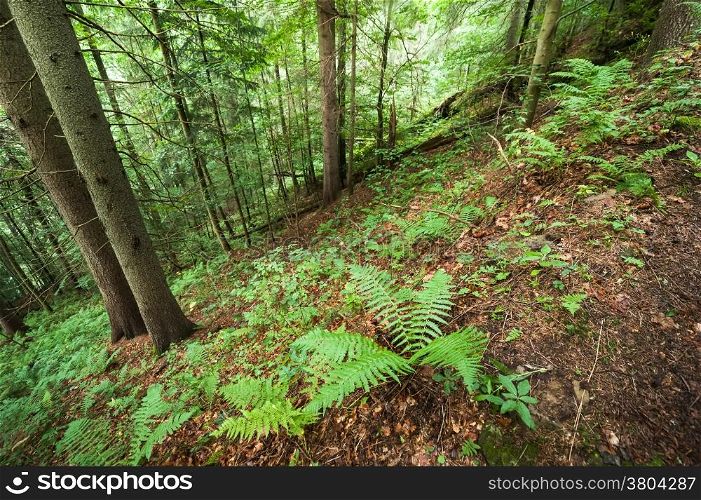 Pine trees and ferns growing in deep highland forest. Carpathian mountains nature background. Ukraine