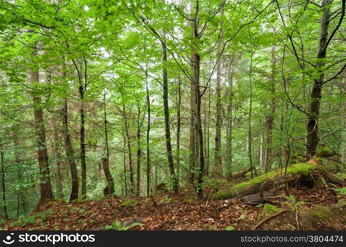 Pine trees and ferns growing in deep highland forest. Carpathian mountains nature background. Ukraine