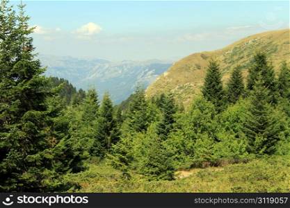 Pine trees and mountain in Beograsko ezero national park, Montenegro