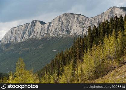 Pine trees and mountains, Jasper National Park, Alberta, Canada