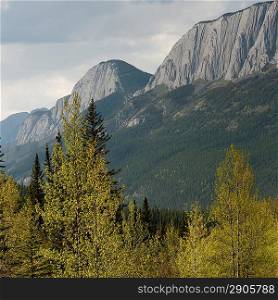 Pine trees and mountains, Jasper National Park, Alberta, Canada