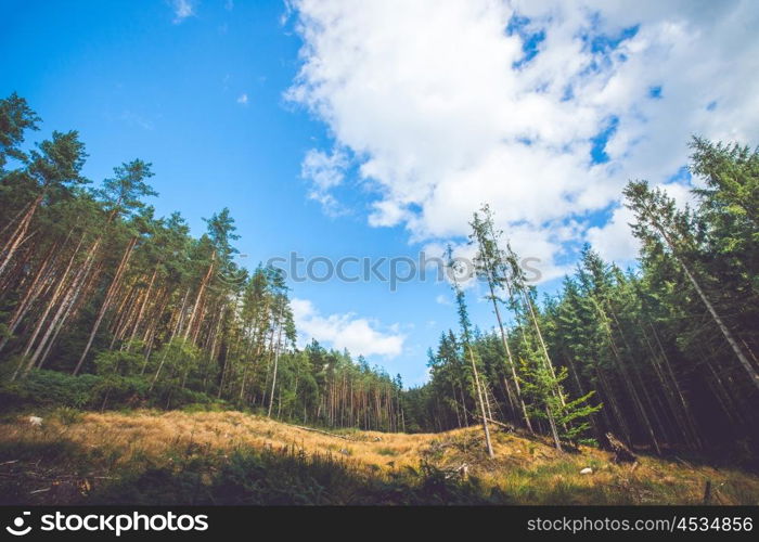 Pine trees at a dry meadow in the summer