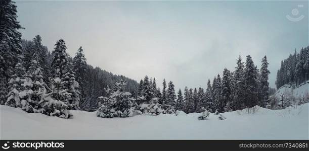 Pine trees covered with snow on frosty hills. Beautiful winter panorama fir forest.