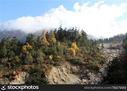 Pine trees forest and snow peak of Manaslu in Nepal
