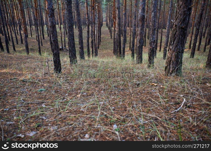 pine trees growing in a row on a spring afternoon, Ukraine