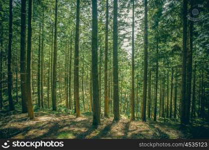 Pine trees in a forest clearing with bright sunshine
