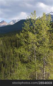 Pine trees in a forest, Jasper National Park, Alberta, Canada