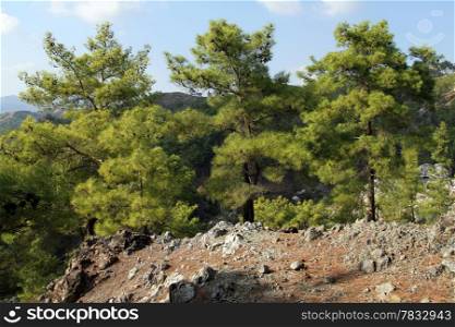 Pine trees in mountain area in Turkey