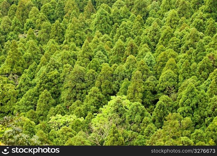 Pine trees in spring forest. group of green pin tree.