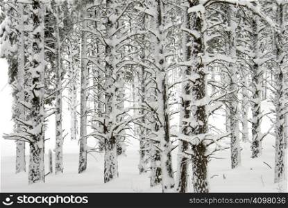 Pine trees in the forest are coated with heavy snow.