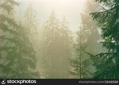 Pine trees in the forest in a morning mist. Carpathians mountains
