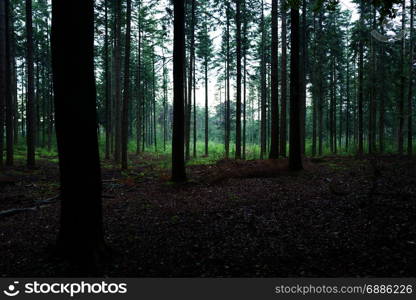 Pine trees in the Scheleberg forest after a rainfall.