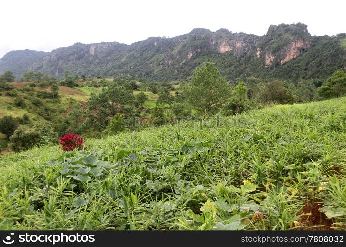 Pine trees, mountain and green grass in Myanmar