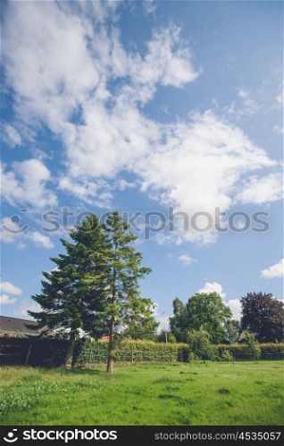 Pine trees on a green lawn in a garden