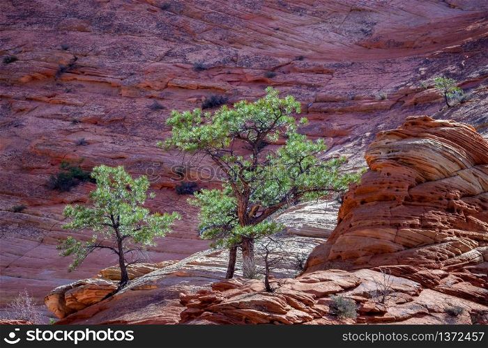 Pine Trees on a Rocky Outcrop in Zion