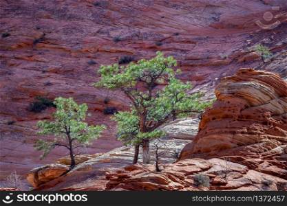 Pine Trees on a Rocky Outcrop in Zion
