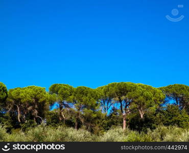 Pine trees on blue sky background. Nature concept, copy space.. Pine trees on blue sky background.