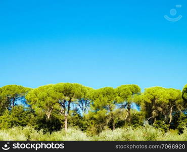 Pine trees on blue sky background. Nature concept, copy space.. Pine trees on blue sky background.