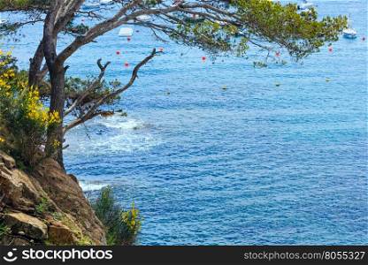 Pine trees on cliff slope above sea.