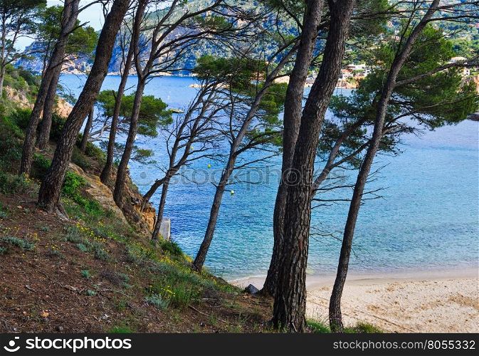Pine trees on cliff slope above sea beach.
