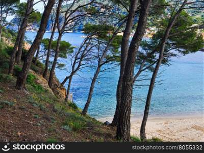 Pine trees on cliff slope above sea beach.