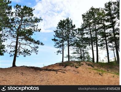 Pine trees on dunes