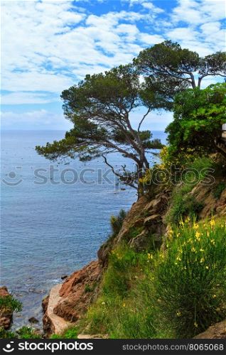 Pine trees on edge of cliff above sea.