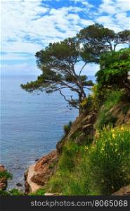 Pine trees on edge of cliff above sea.