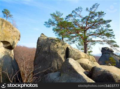 "Pine trees on rocks top on blue sky background ( "Skeli Dovbusha" , Ivano-Frankovsk Region, Ukraine )"