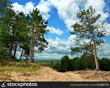 pine trees on sand dunes against a blue sky
