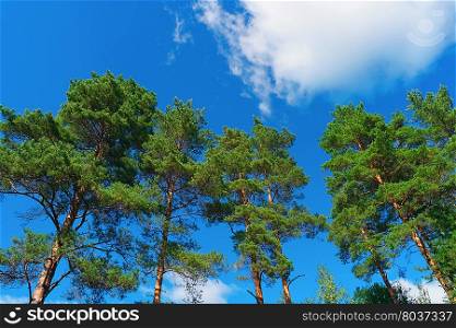 Pine trees on summer day in forest on blue sky background. Pine trees on summer day in forest