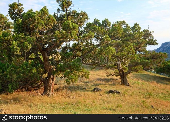 "pine trees on summer mountain hill ("Novyj Svit" reserve, Crimea, Ukraine)."