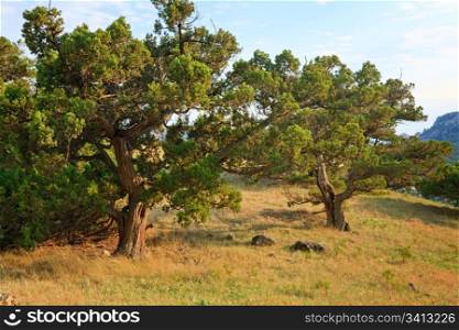 "pine trees on summer mountain hill ("Novyj Svit" reserve, Crimea, Ukraine)."