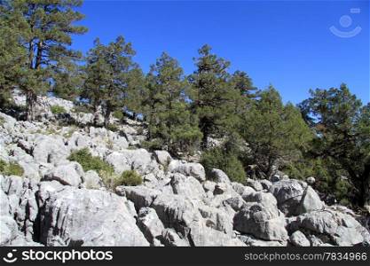 Pine trees on the big rocks in the forest, Turkey